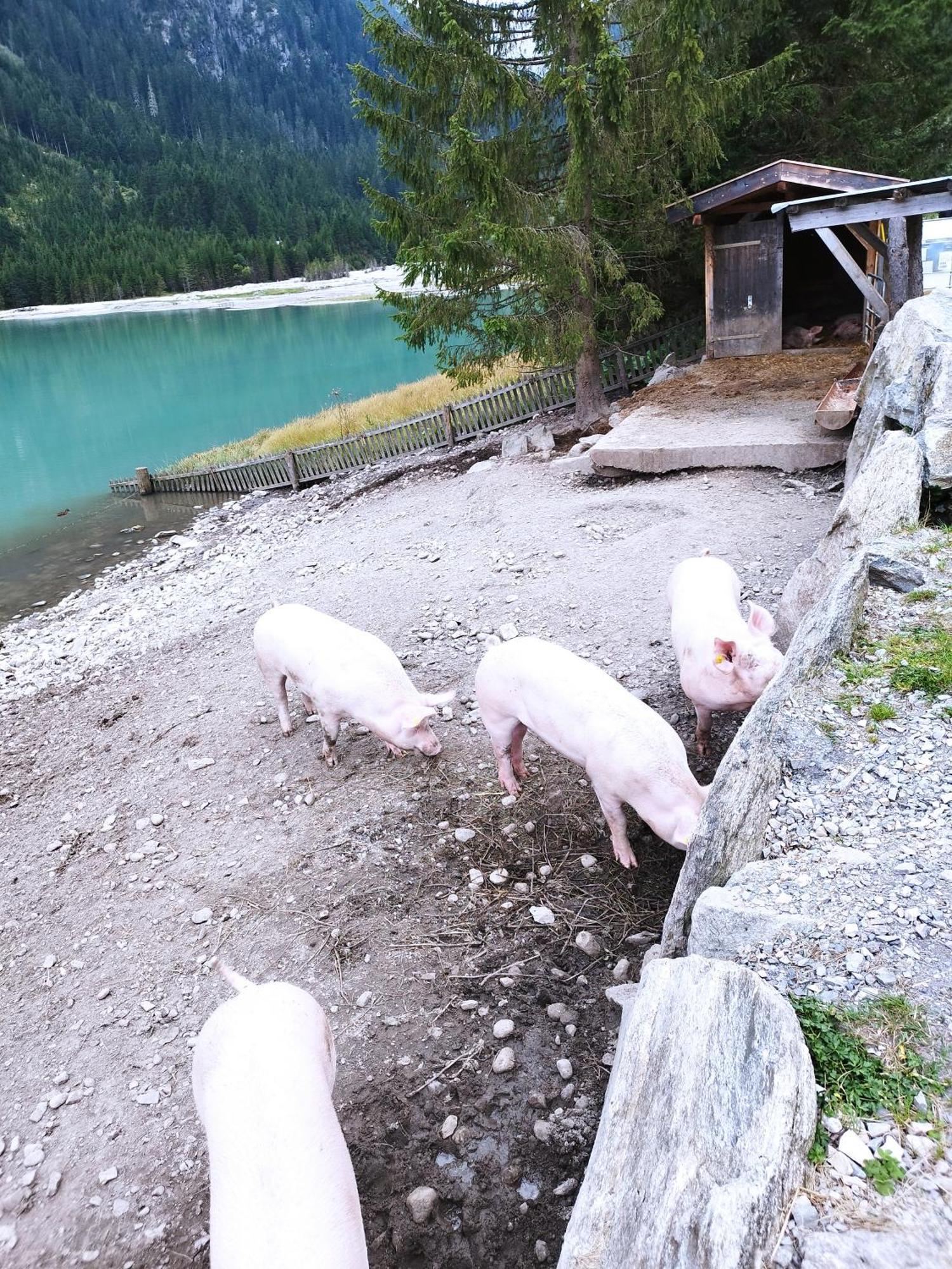 Apart Gerlossteinblick Aschau Im Zillertal المظهر الخارجي الصورة